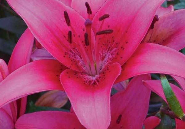 Rheum rhabarbarum Victoria Bag 5