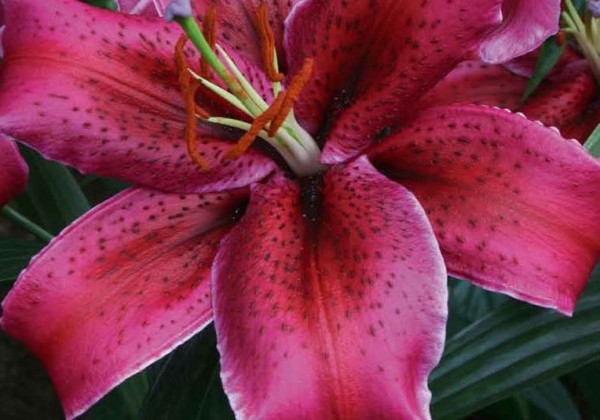 Dahlia hortensis Cactuss  B (75)