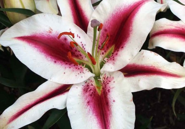 Dahlia hortensis Decorative  B (75)