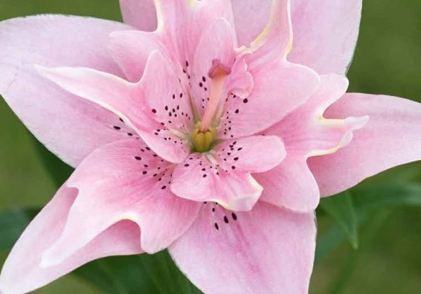 Lilium AZ Elodie 16/18