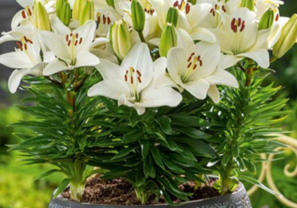 Dārzeņu maisījums Grow It Eat It (stends + 168 pakas)