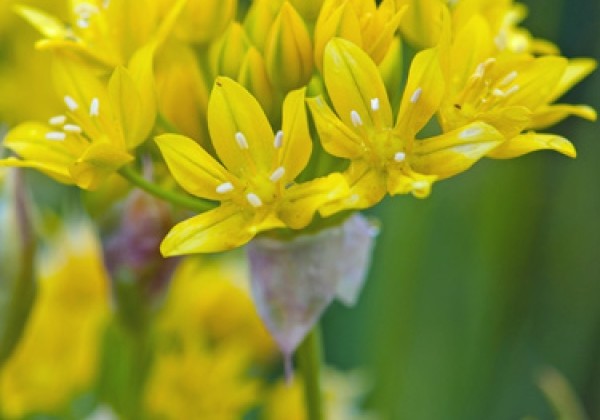 Allium Moly