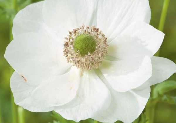 Anemone coronaria Bride 5/6