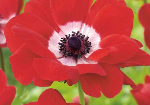 Anemone coronaria Hollandia 5/6