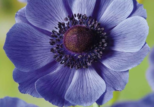 Anemone coronaria Mr. Fokker 5/6