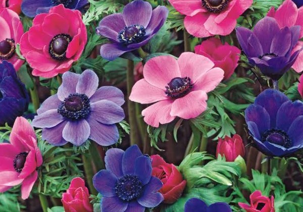 Anemone coronaria Purple - Pink Mix 5/6