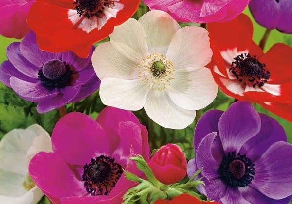 Anemone coronaria De Caen Mix 5/6