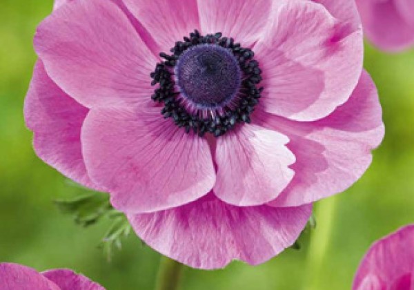 Anemone coronaria Sylphide