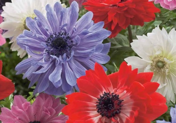 Anemone coronaria St. Brigid Mix 5/6