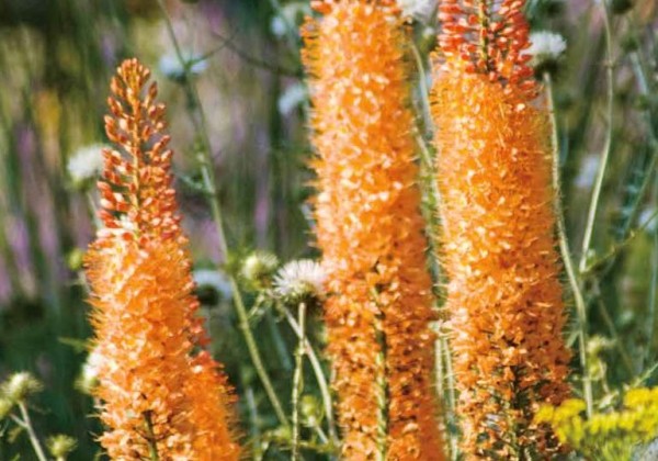 Eremurus ruiter Cleopatra