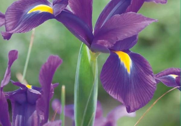 Iris hollandica Blue 7/8