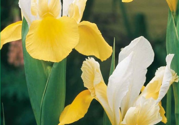 Iris hollandica Symhony 7/8