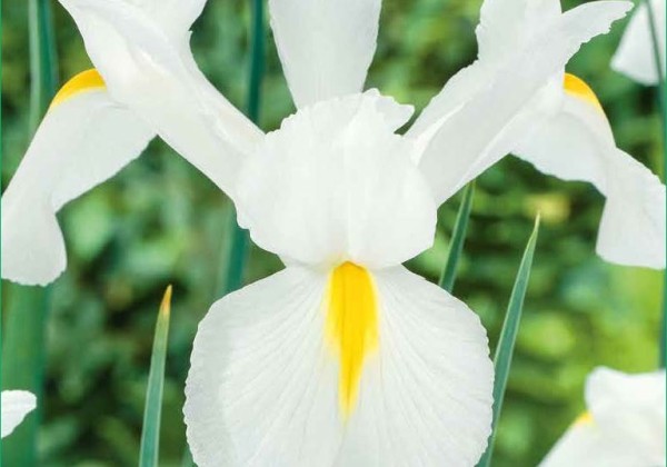 Iris hollandica White 7/8