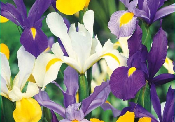Iris hollandica Mix 7/8