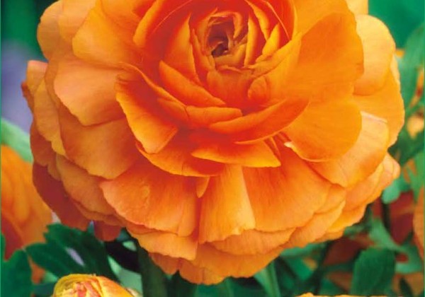Ranunculus asiaticus Orange 6/7