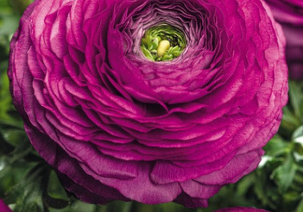 Ranunculus asiaticus Purple  6/7