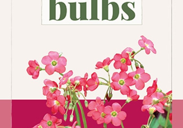 Oxalis Deppei Iron Cross (BIO)