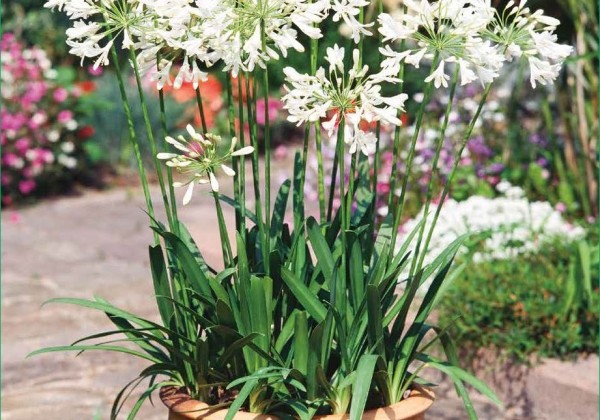 Agapanthus africanus Albus 1/2