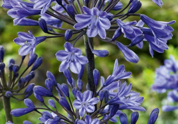 Agapanthus africanus Black Buddhist 1/2