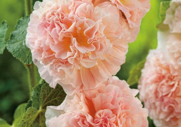 Alcea rosea Peaches 'N Dreams