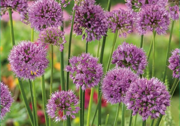 Allium  Millenium