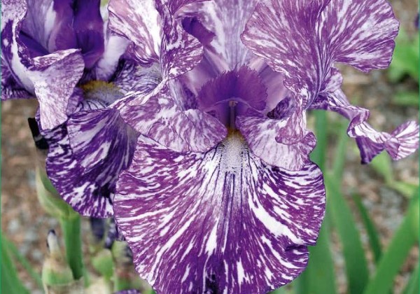 Iris germanica Batik