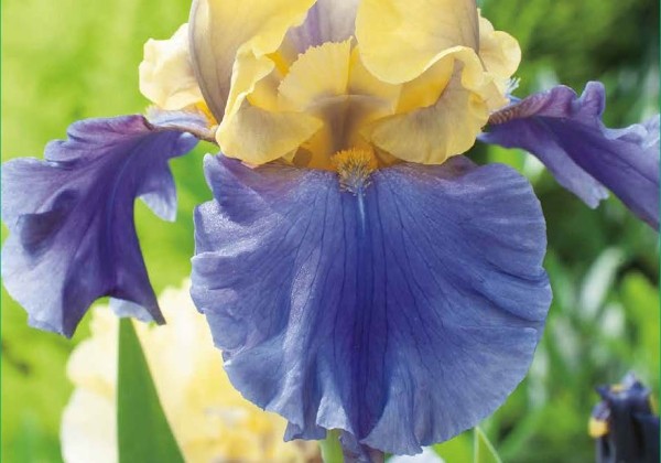 Iris germanica Edith Wolford