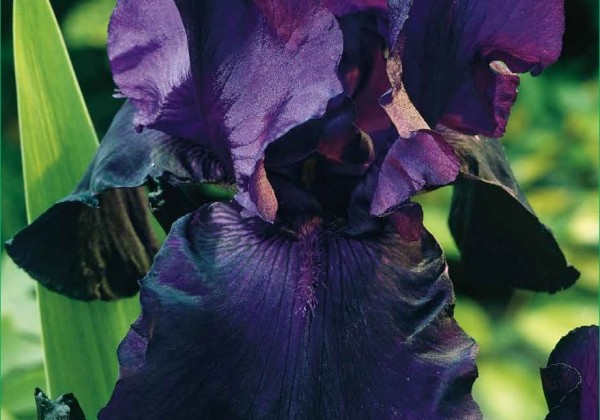 Iris germanica Night Owl