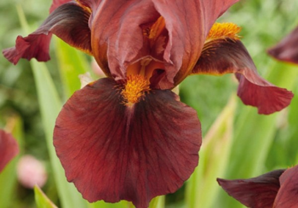 Iris germanica Red Zinger