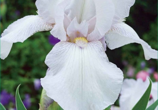 Iris germanica White Knight