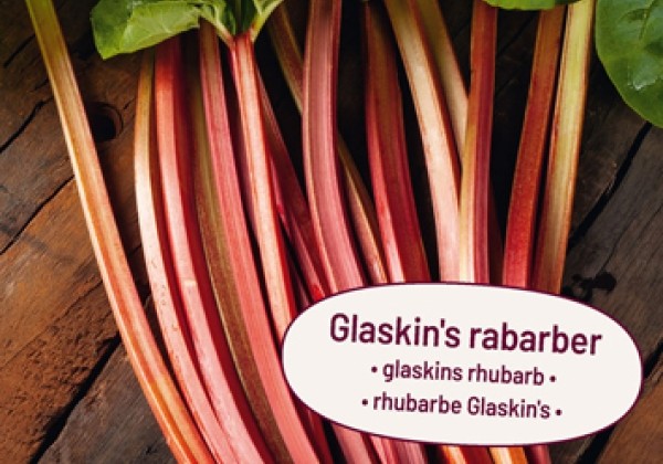 Rheum rhabarbarum Glaskin's Perpetual