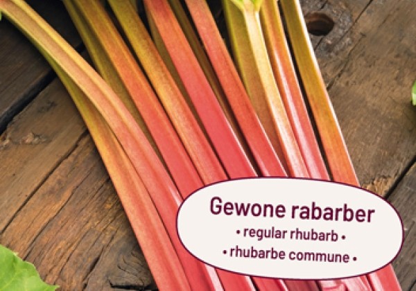 Rheum rhabarbarum Rhabarbarum