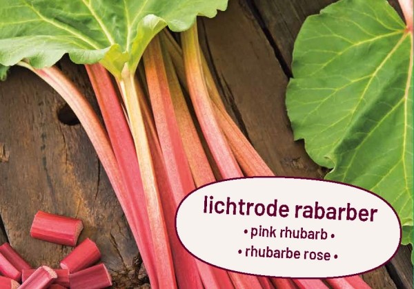 Rheum rhabarbarum Victoria