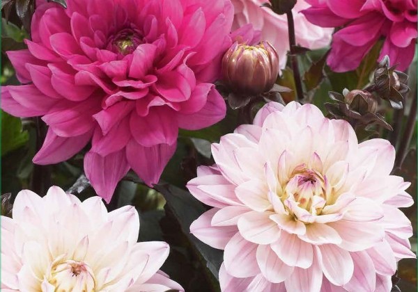 Dahlia hortensis Adorable (XXL)