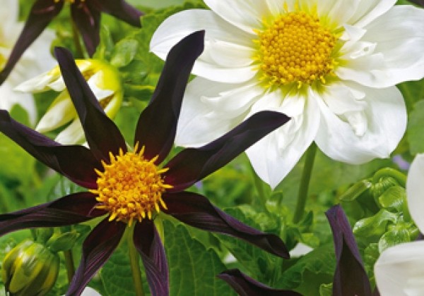 Dahlia hortensis Butterfly Love
