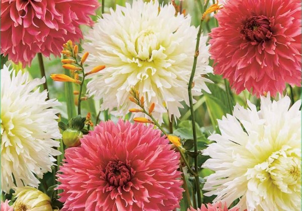 Dahlia hortensis Cupido Friends (XXL)