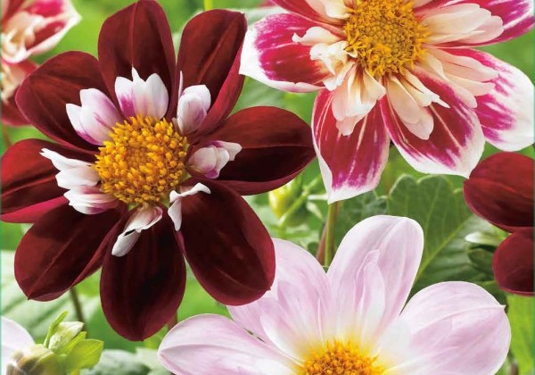 Dahlia hortensis Favourite Ballet (XXL)