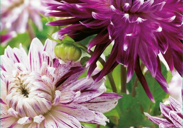 Dahlia hortensis Favourite Dance (XXL)