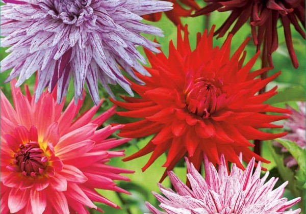 Dahlia hortensis Favourite Love (XXL)