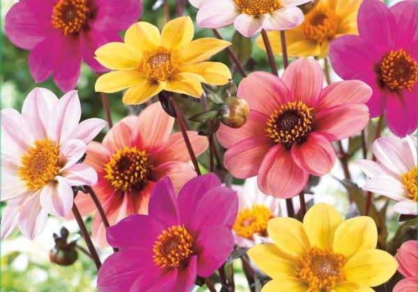 Dahlia hortensis Happy Single Mix (XXL)