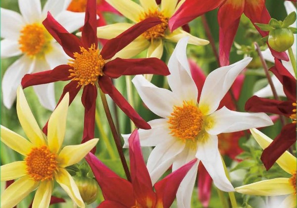 Dahlia hortensis Honka Mix (XXL)