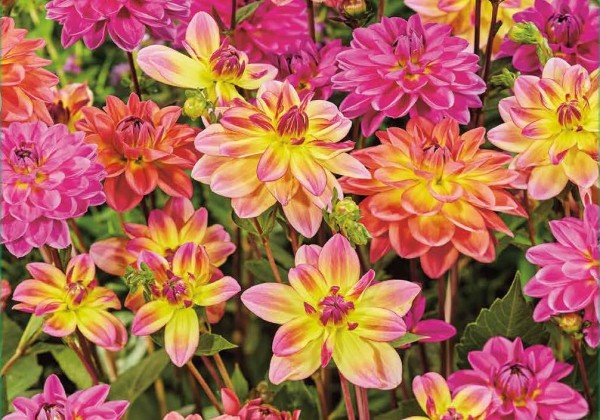 Dahlia hortensis Pacific Mix (XXL)