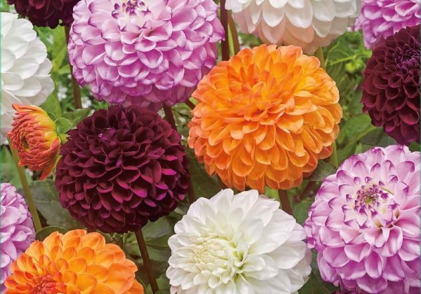 Dahlia hortensis Pompon Mix (XXL)