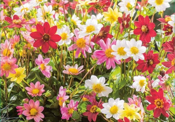 Dahlia hortensis Topmix (XXL)