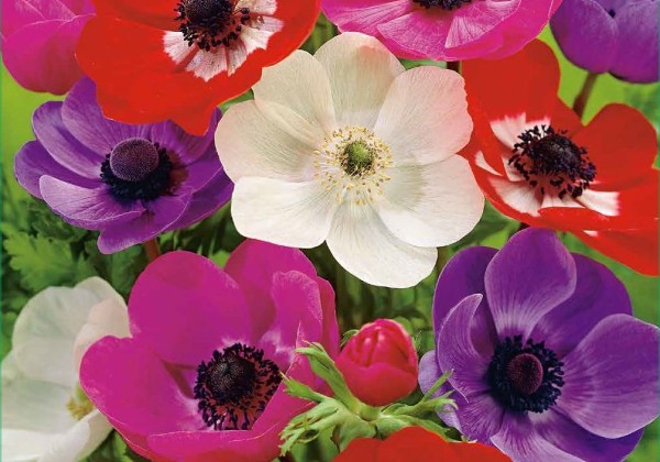 Anemone coronaria  De Caen Mix 5/6