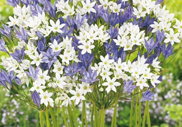 Tritelia Blue-White