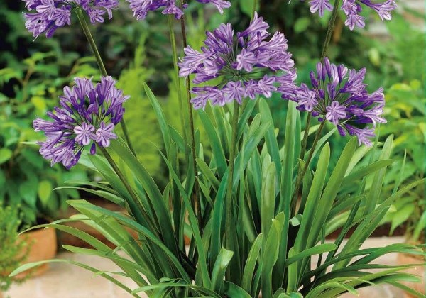 Agapanthus Blue 1/2 (XXL)