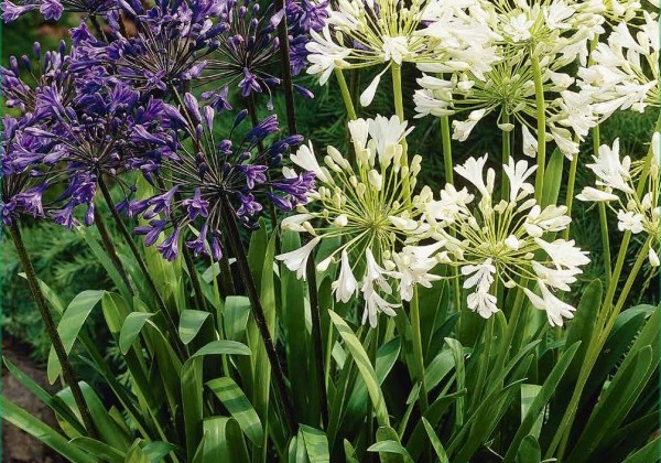 Agapanthus Blue - White 1/2 (XXL)