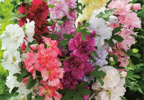 Alcea rosea Mix (XXL)