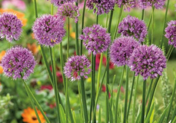 Allium  Millenium (XXL)